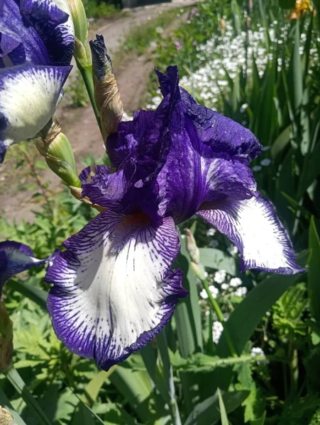 Flor Iris Blanco Azul — Foto de Stock