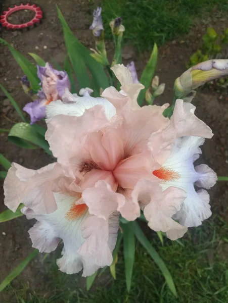 Hermosa Flor Iris Rosa Suave — Foto de Stock