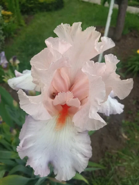 Hermosa Flor Iris Rosa Suave — Foto de Stock