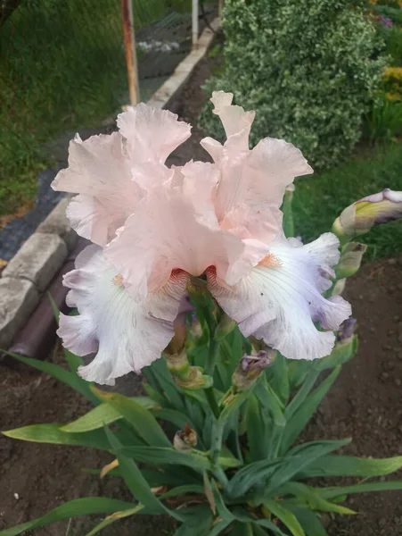 Hermosa Flor Iris Rosa Suave — Foto de Stock