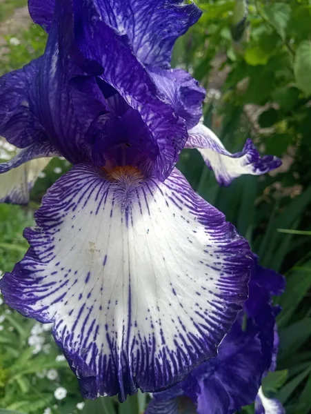 Flor Íris Branca Azul — Fotografia de Stock