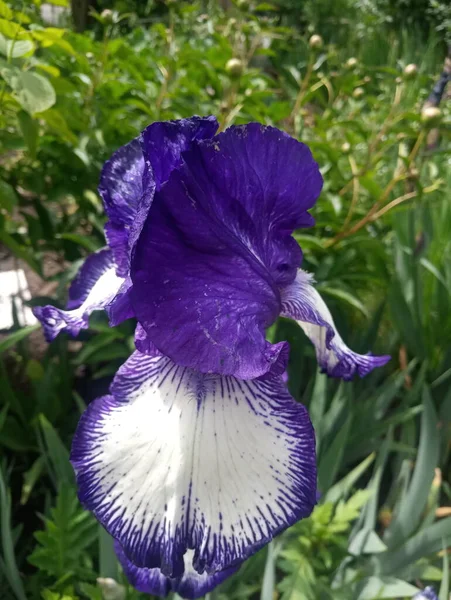 White Blue Iris Flower — Stock Photo, Image