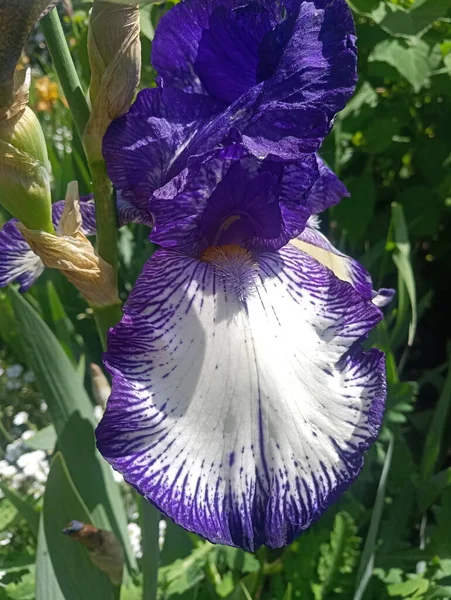 Flor Íris Branca Azul — Fotografia de Stock