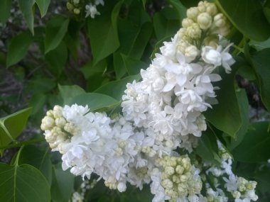 Beyaz leylak - güzel bahar çiçekleri