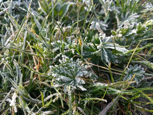 早朝の霜の緑の草 — ストック写真