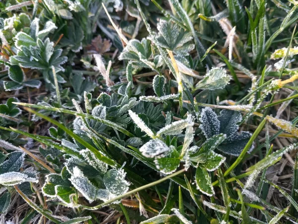 Grünes Gras Frühen Morgen Bei Frost — Stockfoto
