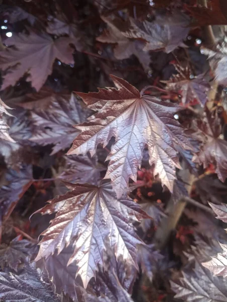 Red-leafed maple, very beautiful leaves