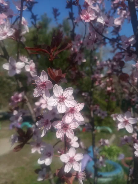 Bladoróżowe Kwiaty Wiśni Gałęzi — Zdjęcie stockowe