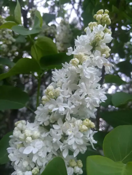 White Lilac Beautiful Spring Flowers — Stock Photo, Image