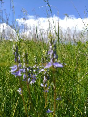 Çimlerde küçük mavi kır çiçekleri