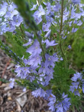 Çimlerde küçük mavi kır çiçekleri