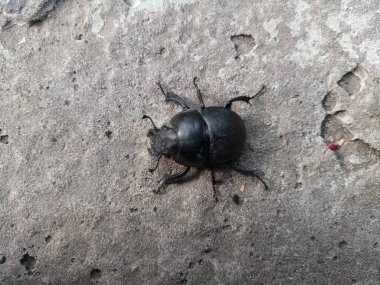 Bitkileri kemiren küçük siyah böcek.