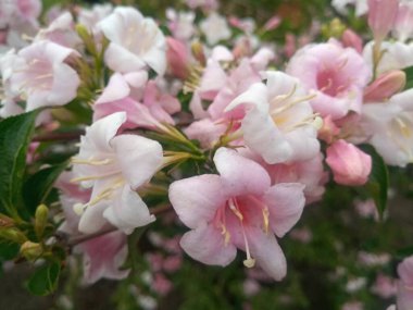 Eşek arıları ve yapraklarıyla narin pembe çiçekler.