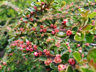 Çiçek açan Vegela çalısı, kırmızı küçük çiçekler