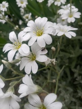 Parlak güneşin altında küçük beyaz çiçekler