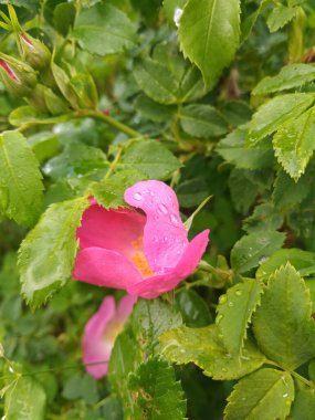 narin çiçek açan kalça çiçeği