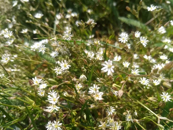 Kleine Witte Bloemen Het Gras Als Madeliefjes — Stockfoto