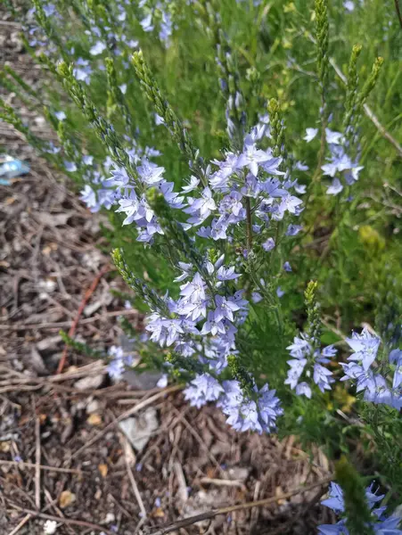 Petites Fleurs Sauvages Bleues Dans Herbe — Photo