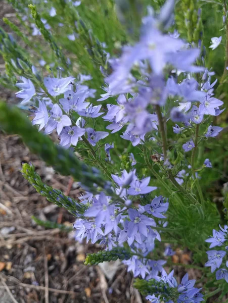 Petites Fleurs Sauvages Bleues Dans Herbe — Photo