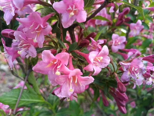 Zarte Rosa Blüten Mit Wespen Und Laub — Stockfoto