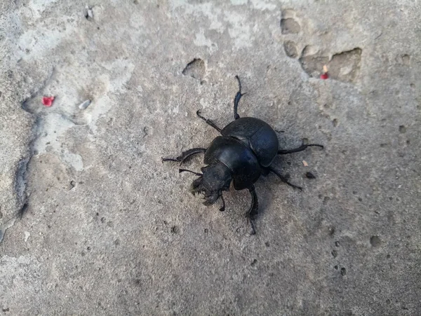 Small Black Beetle Gnaws Plants — Stock Photo, Image