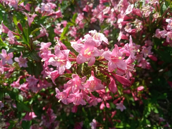 Delicate Pink Flowers Wasps Foliage — Stock Photo, Image