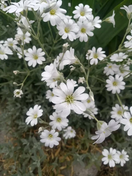 Маленькие Белые Цветы Ярким Солнцем — стоковое фото