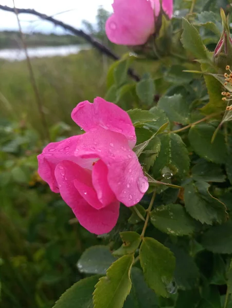Flor Delicada Rosa Arbusto Quadril — Fotografia de Stock