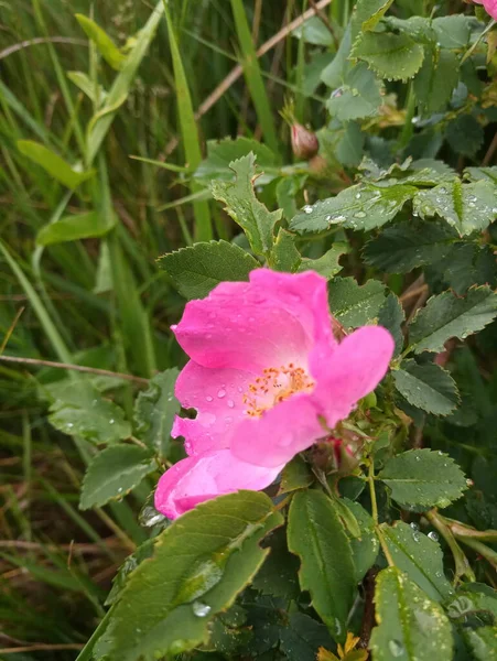 Délicate Floraison Rose Hanche Buisson Fleur — Photo