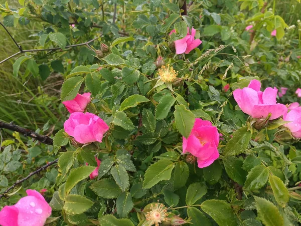 Délicate Floraison Rose Hanche Buisson Fleur — Photo