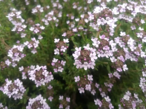 Arbuste Touffu Aux Petites Fleurs Blanches — Photo