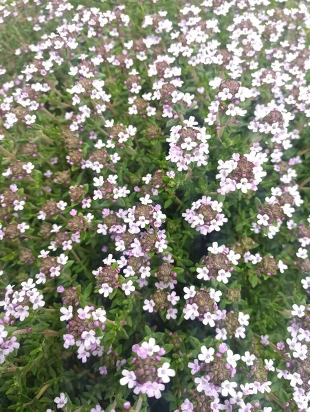 Buschiger Strauch Mit Kleinen Weißen Blüten — Stockfoto