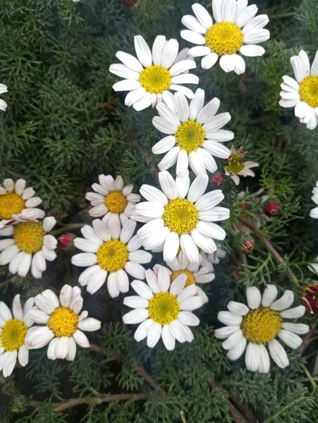 Mooie Bloemen Van Kleine Madeliefjes — Stockfoto