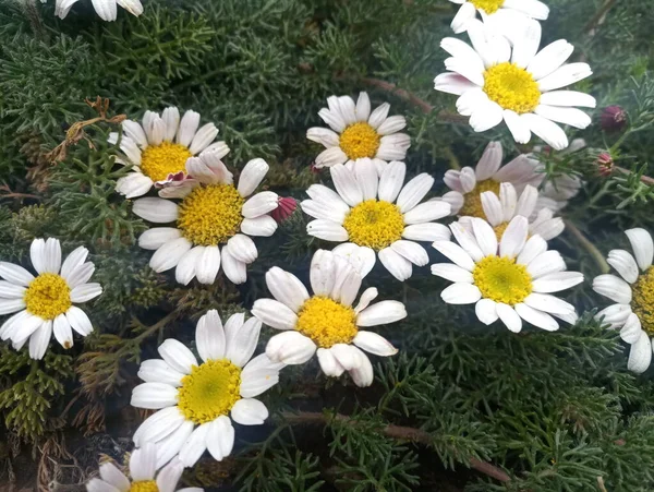 Belas Flores Pequenas Margaridas — Fotografia de Stock