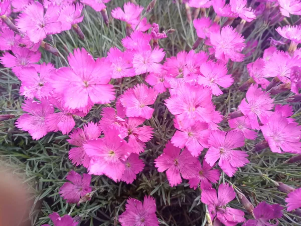 Phlox Štěrbina Fialové Krásné Květiny — Stock fotografie