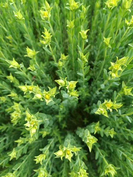 Green John Wort Ground Cover — стокове фото