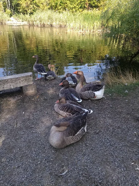 Grijze Grote Wilde Ganzen Bij Het Water — Stockfoto