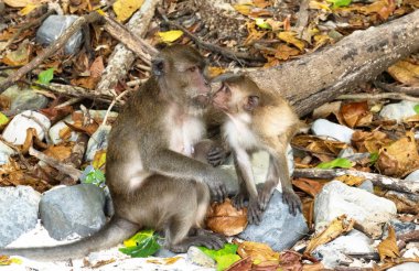 makak maymunu aile Monkey plaj Phi phi Island