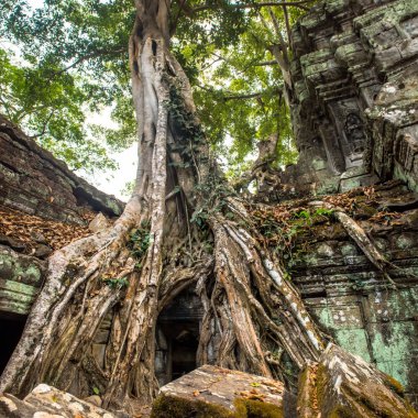 Dev ağaç ve tapınak Ta balo Angkor wat kökleri