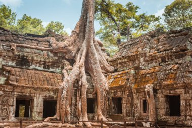 Dev ağaç ve tapınak Ta balo Angkor wat kökleri