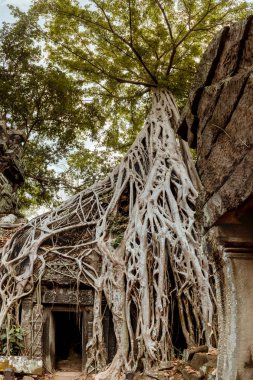 Dev ağaç ve tapınak Ta balo Angkor wat kökleri
