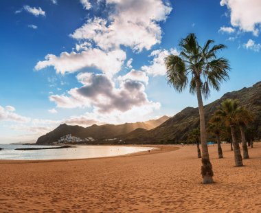 Palmiye ağaçları Playa de las Teresitas Sahili, Tenerife