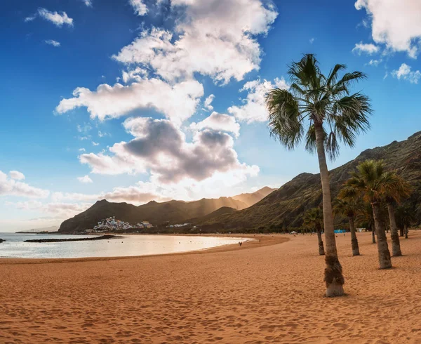 야자나무 playa de las teresitas 해변 , Tenerife — 스톡 사진