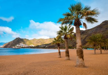 Palmiye ağaçları Playa de las Teresitas Sahili, Tenerife