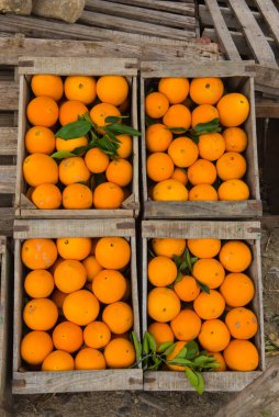 Ahşap kutusunda taze Fas portakal
