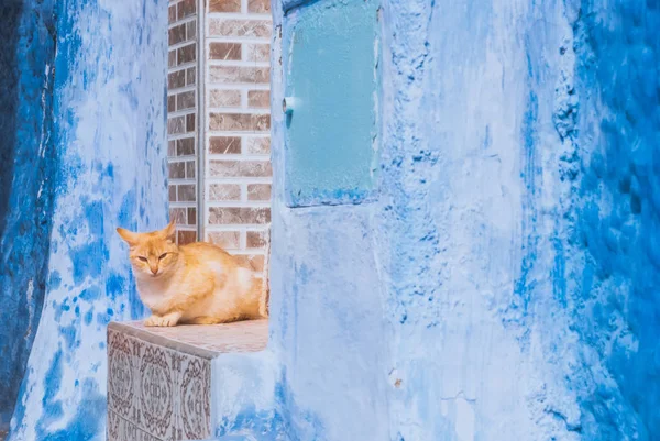 Güzel sokak kedisi Fas sokaklarında uyur