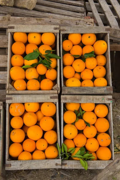 Ahşap kutusunda taze Fas portakal
