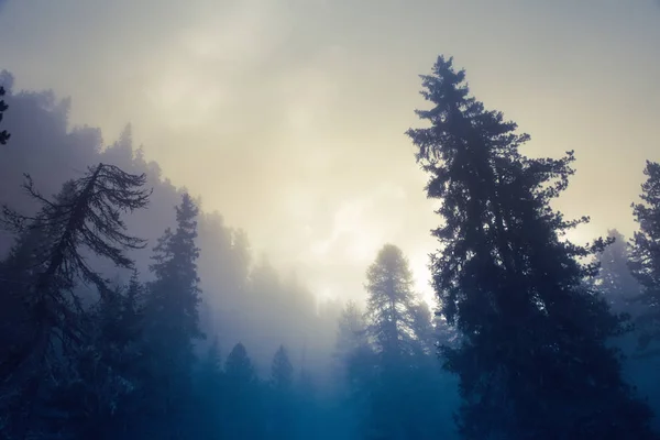 A gyönyörű fenyves erdőben és a napsugarak — Stock Fotó