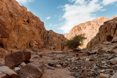 Sina Çölündeki Dağ Mısır