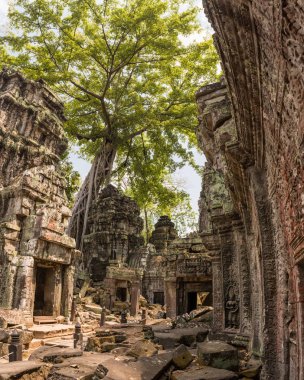 Dev ağaç ve tapınak Ta balo Angkor wat kökleri